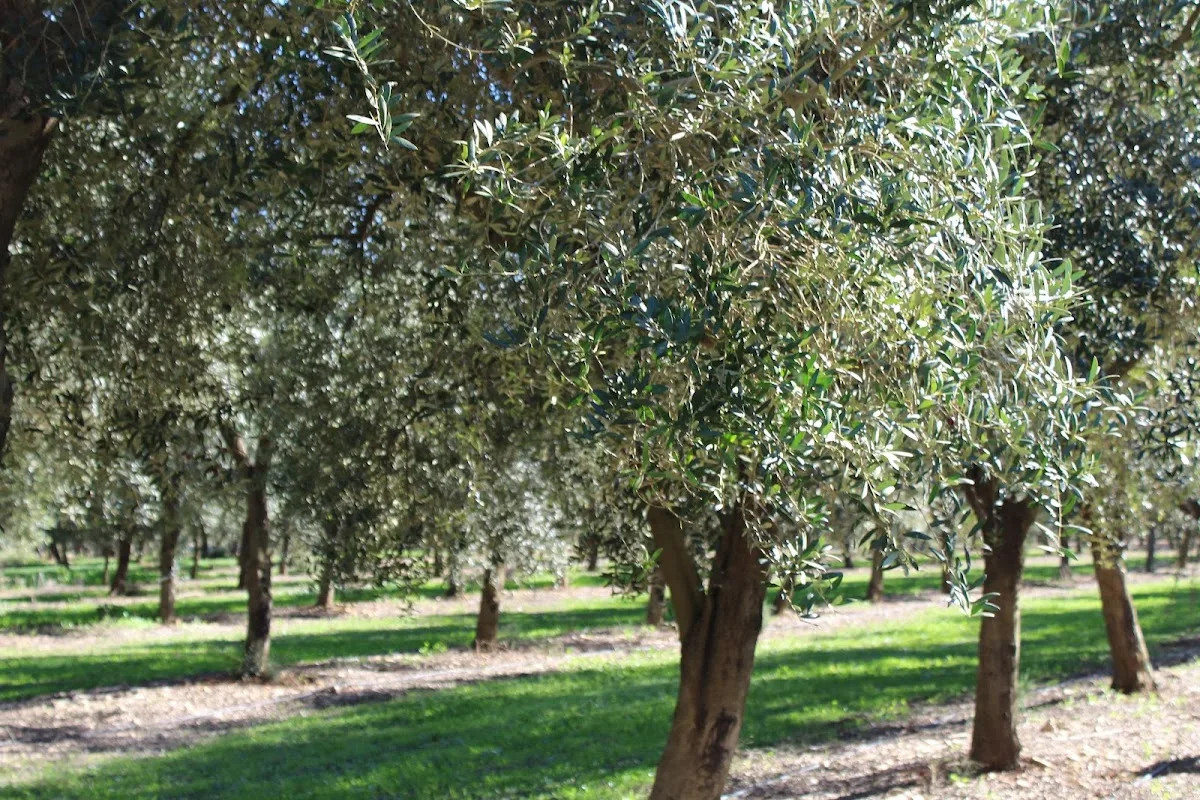 FINCA AUBOCASSA