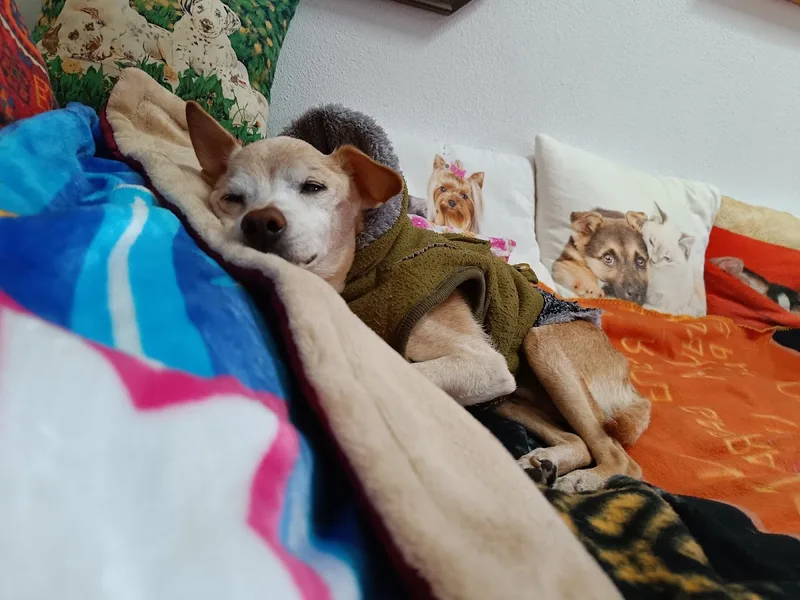 LA PROTECTORA foto 1